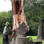 Demystifying Tree Removal Costs