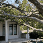 Emergency Tree Removal