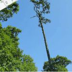 Top-notch Tree Trimming and Pruning Services