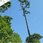 Top-notch Tree Trimming and Pruning Services