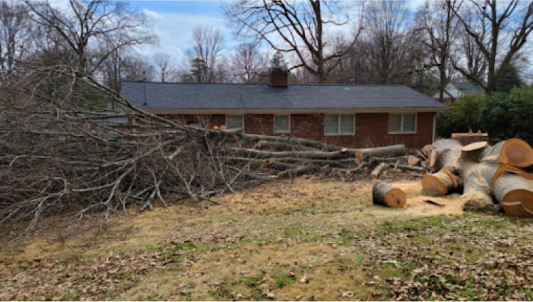 service-area-stump-grinding-and-removal