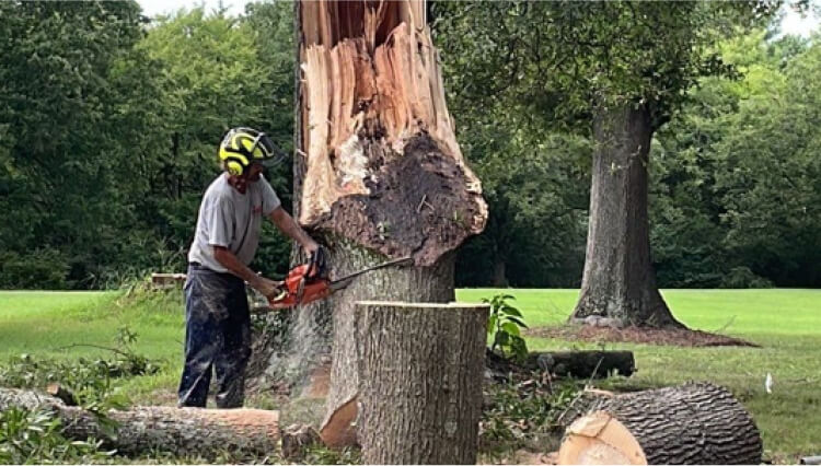 service-area-tree-removal
