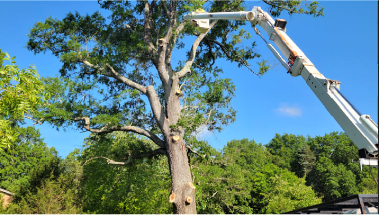 service-area-tree-trimming