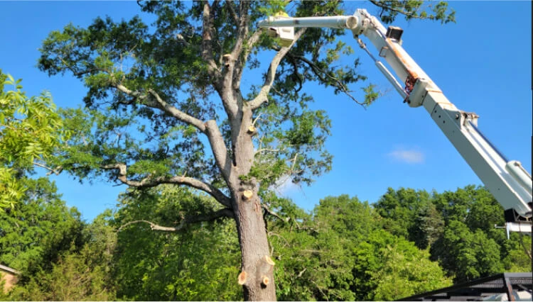 service-area-tree-trimming