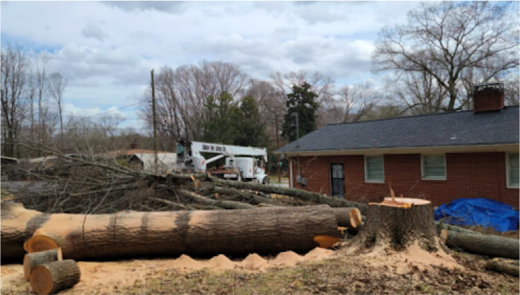 Stump grinding and removal