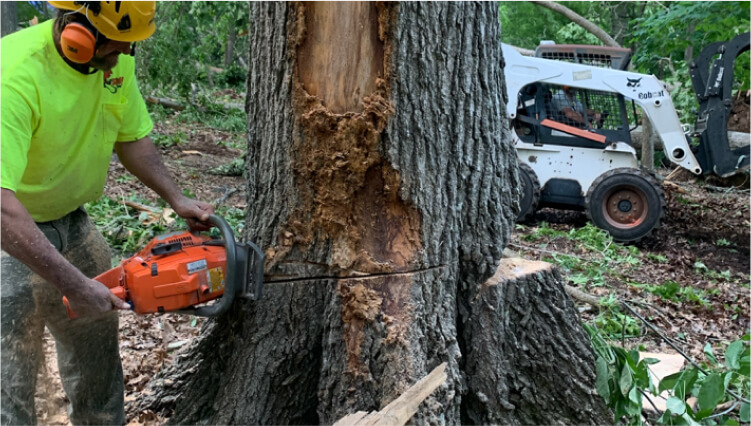 tree-removal
