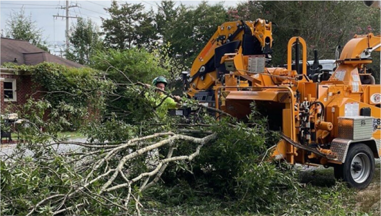 Tree trimming and prunning